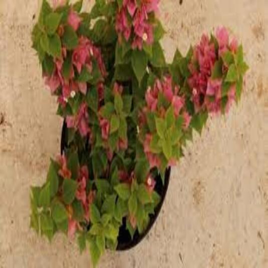 GardenBreezes
