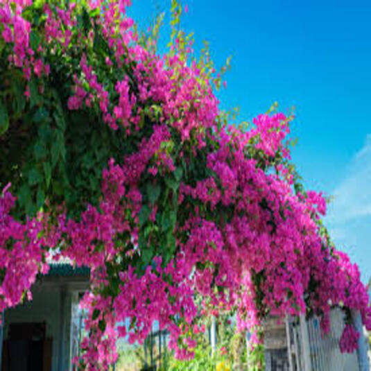 GardenBreezes
