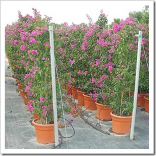 GardenBreezes