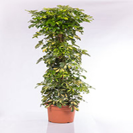 GardenBreezes