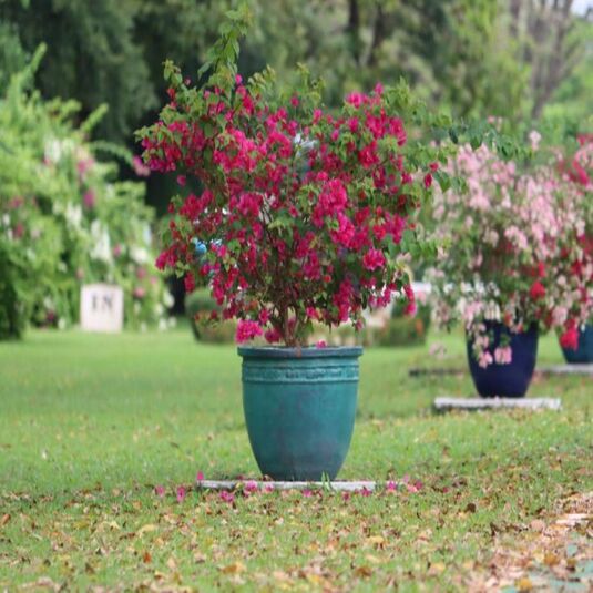 GardenBreezes